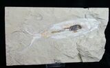 Soft Bodied Squid Fossil - Preserved Ink Sack #10108-4